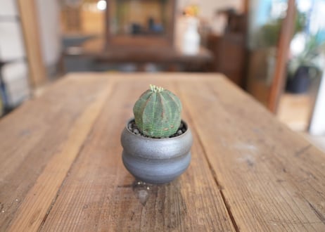 ユーフォルビア　オベサ　Euphorbia obesa