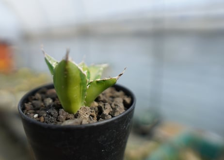 アガベ　チタノタ錦　Agave titanota Variegated