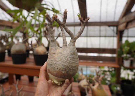 パキポディウム　グラキリス　Pachypodium gracilius　抜き苗　№108