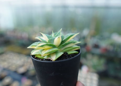 アガベ　王妃雷神錦　黄中斑　Agave　“Ohi Raijin Nishiki Kinakahu”