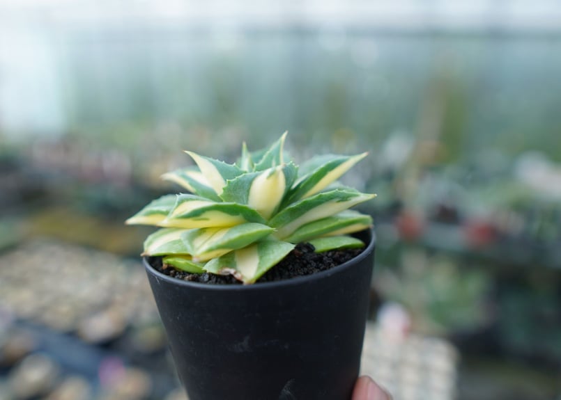 アガベ 王妃雷神錦 黄中斑 Agave “Ohi Raijin Nishiki Kinakah アガベ 王妃雷神錦 黄中斑 Agave “Ohi Raijin Nishiki Kinakah