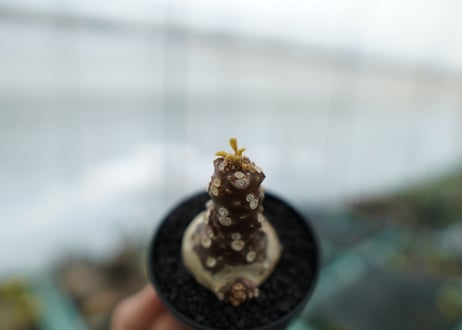 ドルステニア フォエチダ Dorstenia foetida　No.1