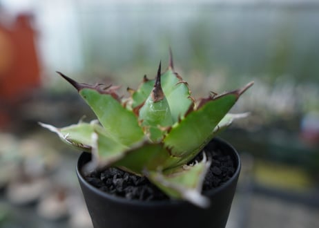 アガベ　チタノタ　ハデス　Agave titanota Hades　No.1