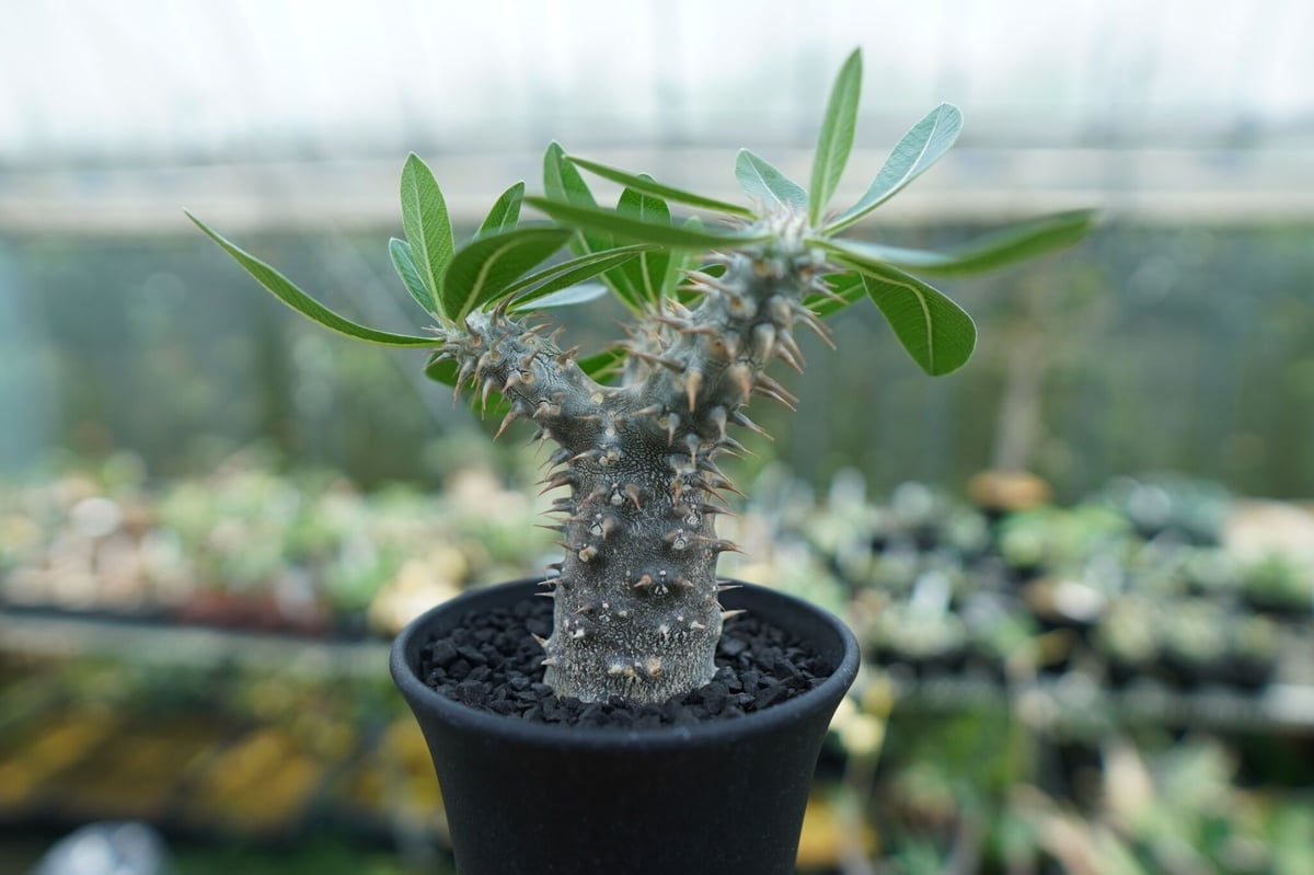 パキポディウム 伊藤ハイブリッド Pachypodium 'Itoh Hybrid' | ma