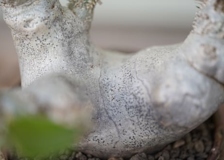 Pachypodium densiflorum