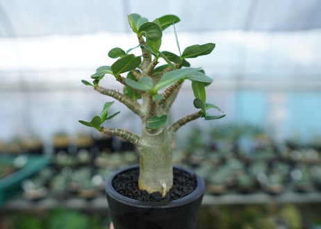アデニウム　Adenium　No.16