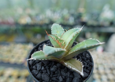 アガベ　チタノタ　FO-76　Agave titanota  FO-76　No.5