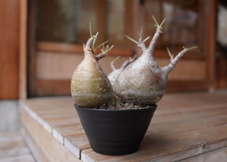 パキポディウム　グラキリス　3頭　 Pachypodium Gracilius