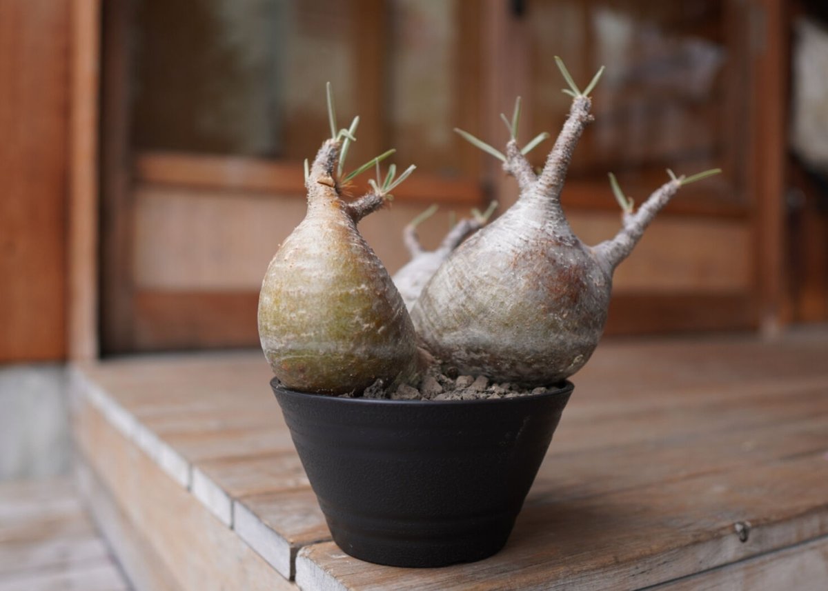 パキポディウム グラキリス　3頭　実生 パキポディウム：グラキリス（国内実生苗） 3号ポット の通販