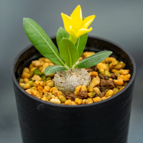 パキポディウムブレビカウレ | STORES