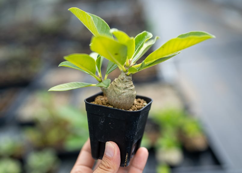 パキポディウム ウィンゾリー 沖縄実生 | mana's farm:塊根植物 パキポディウム ウィンゾリー 沖縄実生 | mana's farm:塊根植物