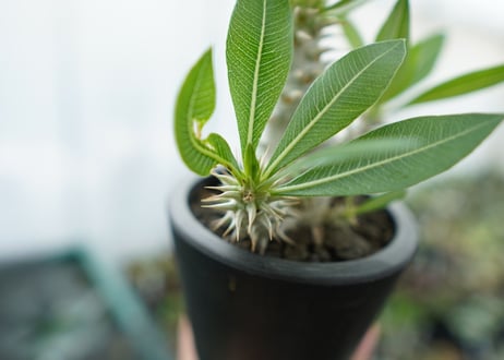 パキポディウム　ホロンベンセ　Pachypodium horombense  No.13