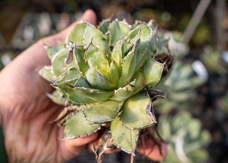 Agave titanota filigree No.2