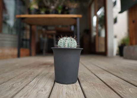 ユーフォルビア　ホリダ　Euphorbia horrida