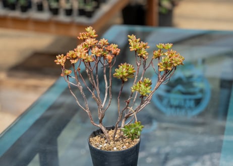 mana's green:塊根植物販売|マナズグリーン mana's green:塊根植物販売|マナズグリーン