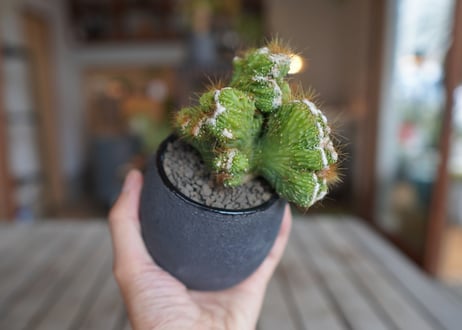 モンビレア 残雪の峰　Monvillea spegazzinii