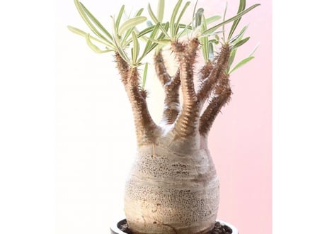 Pachypodium Gracilius パキポディウム  グラキリス 発根済み