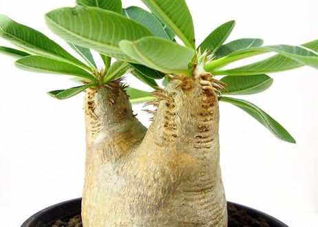Pachypodium eburneum 　パキポディウム エブレネウム №１