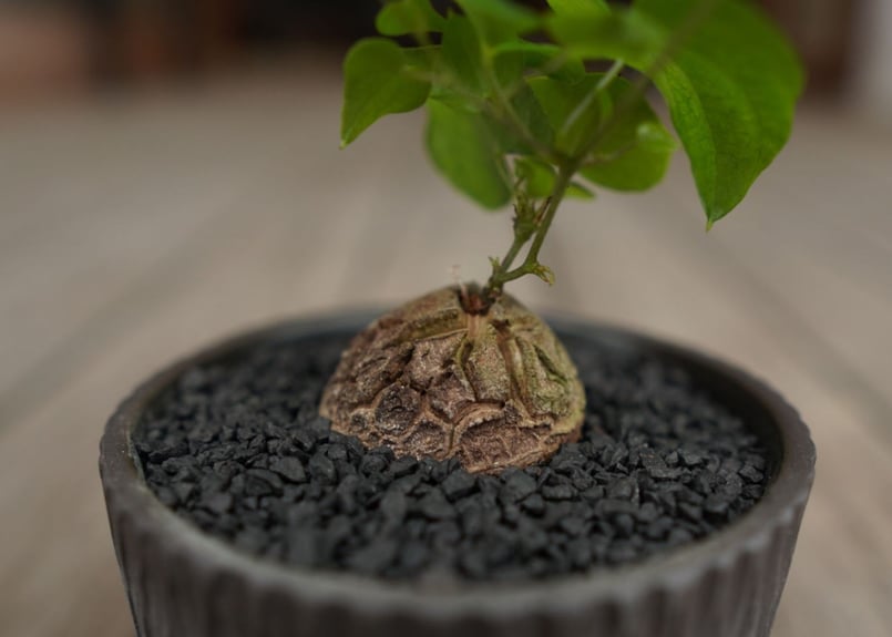 亀甲竜 ”塊根植物スターターセット” NO.3 | mana's farm:塊根植物