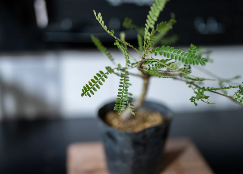 オペルクリカリア ヒファエノイデス | mana's farm:塊根植物・アガベ