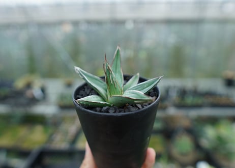 アガベ　ニッケルシー 　Agave nickelsiae