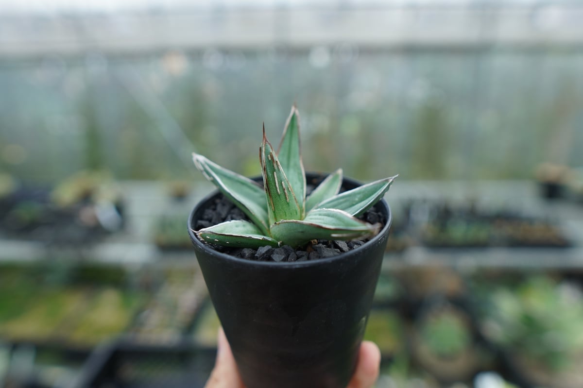 アガベ ニッケルシー Agave nickelsiae | mana's farm:塊根植物