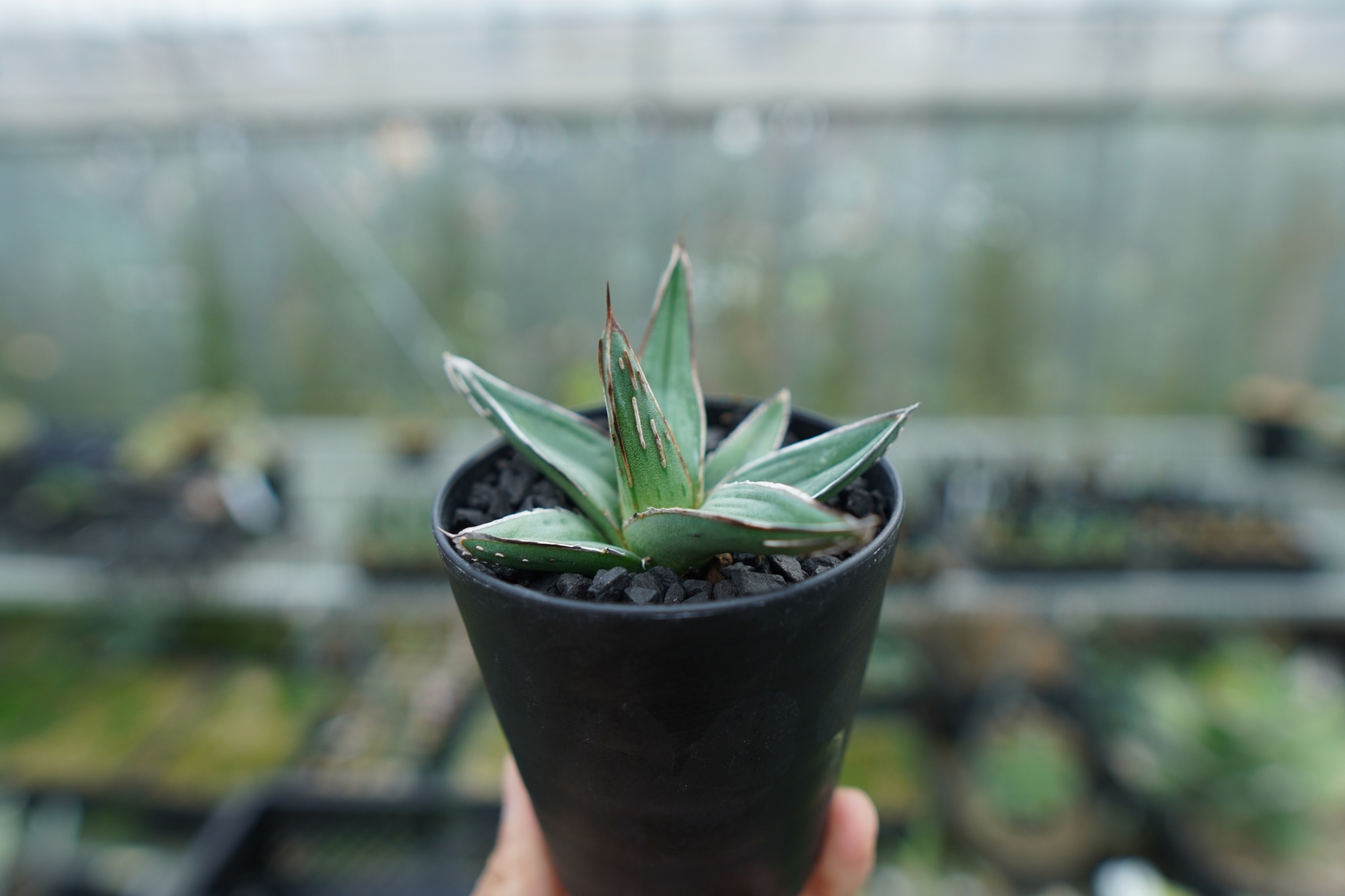 アガベ ニッケルシー Agave nickelsiae | mana's farm:塊根植物