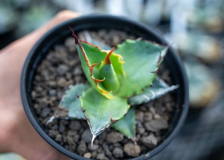 アガベ　チタノタ　ブルー　agave titanota Blue 　NO.5