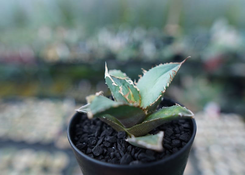 アガベ チタノタ code R agave titanota code R | mana's