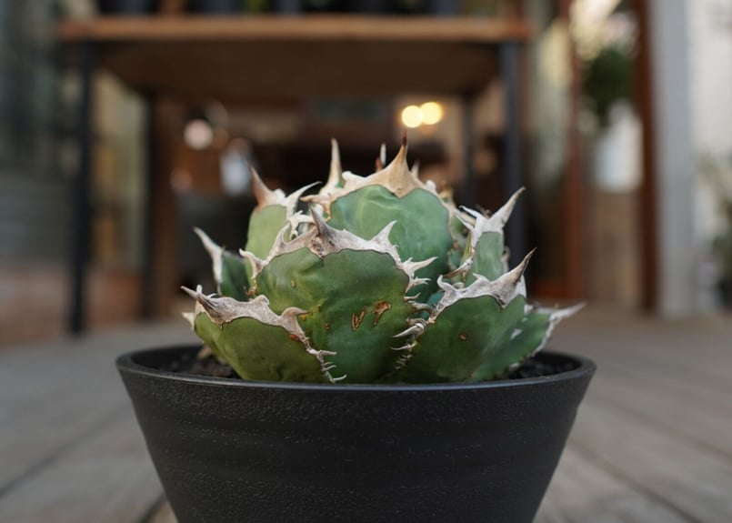 アガベ チタノタブルー　特選株 アガベ チタノタ FO-76 Agave titanota ”FO-76