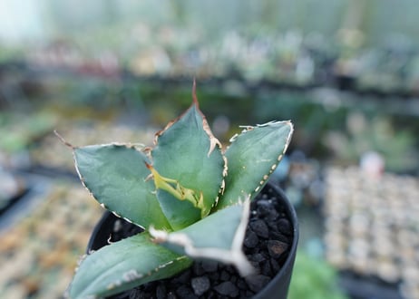 アガベ　チタノタ　FO-76　Agave titanota  FO-76　No.7