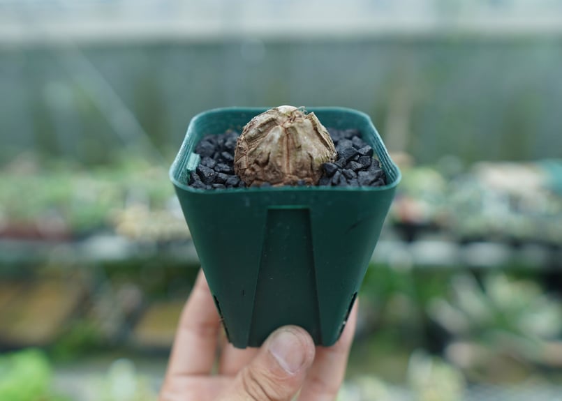Dioscorea elephantipes アフリカ亀甲竜　4号 Dioscorea elephantipes ( アフリカ亀甲竜 ) - M's plants