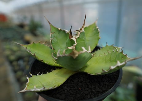 アガベ　チタノタ　FO-76　agave titanota  FO-76