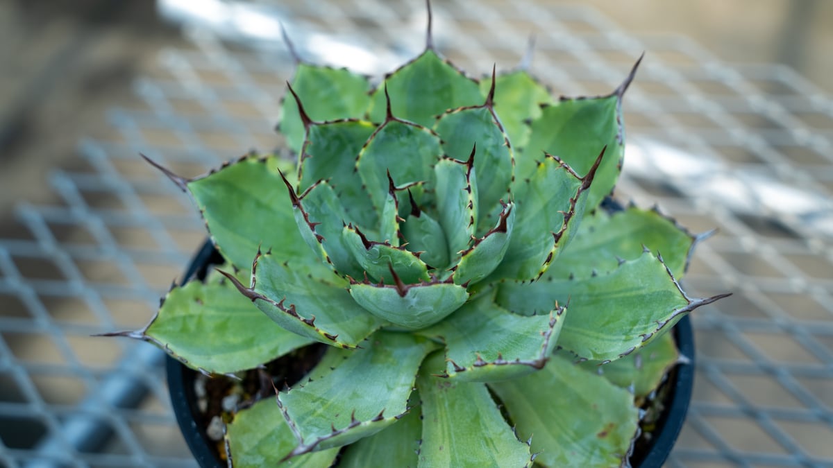 アガベ 吉祥冠錦 | mana's farm:塊根植物・アガベ・ドライガーデン植物