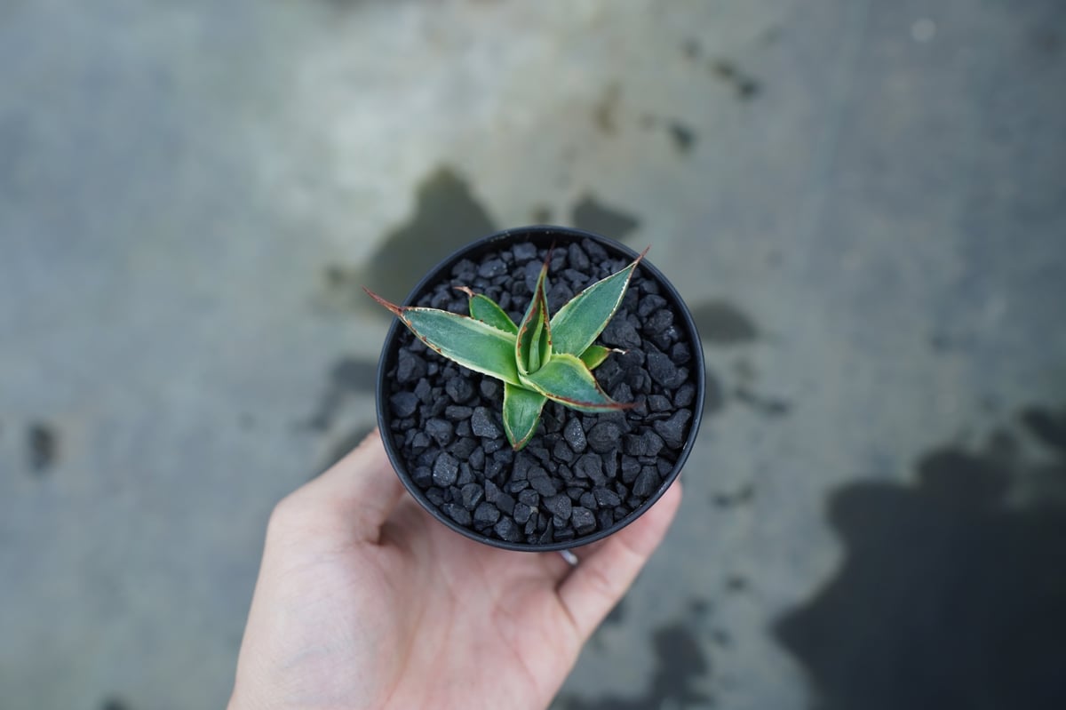 【人気品種】アガベ　サングロー Agave ‘Sun Glow 斑入り 人気品種】アガベ サングロー Agave 'Sun Glow 斑入り - メルカリ