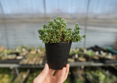 トリコディアデマ ステラツム　Trichodiadema stellatum
