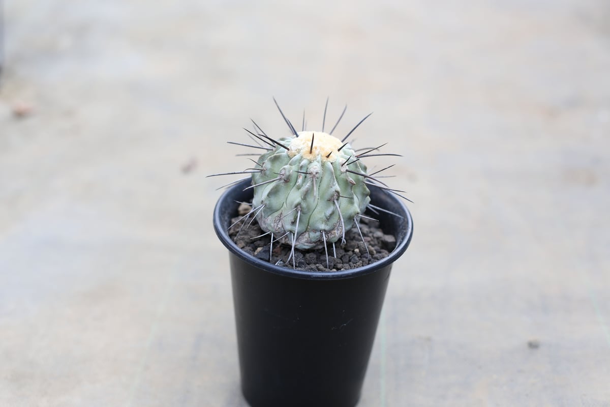 黒士冠　現地球　激ヤバ　群生　コレクション株　デアルバータ fit=scale-down,w=1200