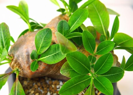 Pachypodium brevicaule　パキポディウム 恵比寿笑い