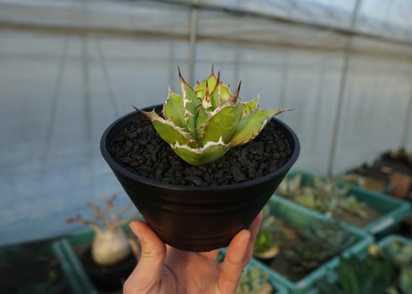アガベ　チタノタ　Agave titanota　No.4
