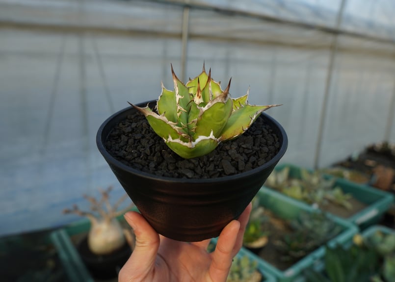 アガベ チタノタ Agave titanota No.4 | mana's farm:塊根植物
