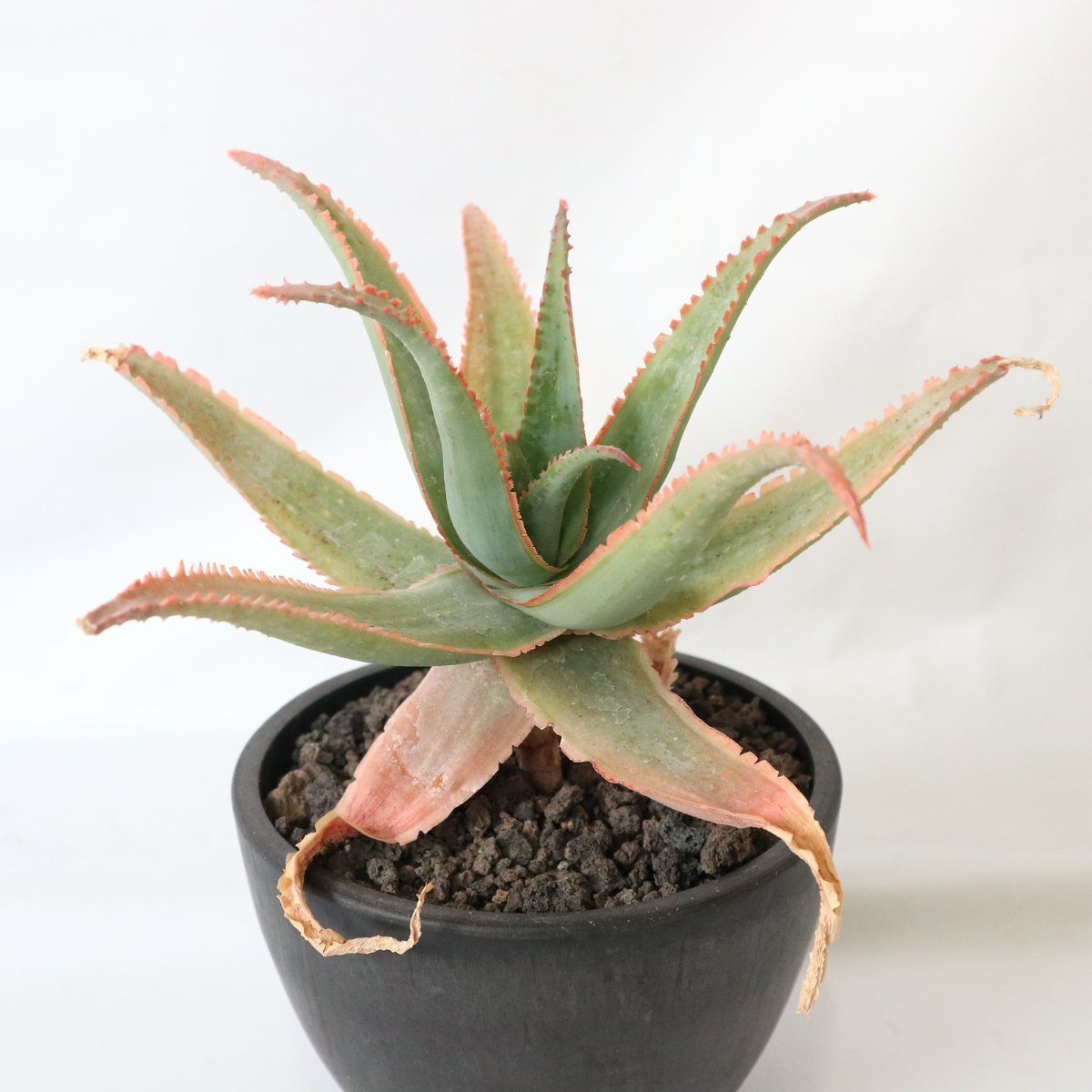 アロエ レッドドラゴン | mana's farm:塊根植物・アガベ・ドライ