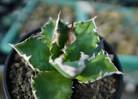 アガベ　チタノタ　ホワイトファイヤー　agave titanota white fire　白火焔　 A2