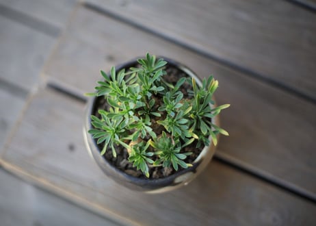 峨眉山  Euphorbia Gabizan