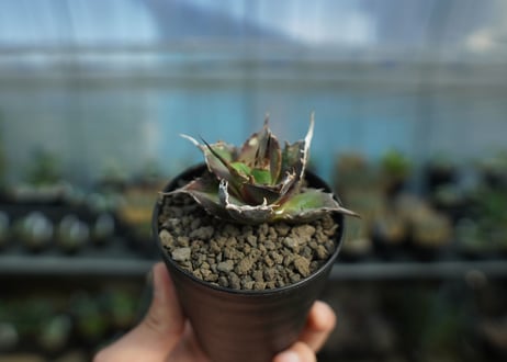 アガベ　チタノタ　ハデス　Agave titanota Hades　No.1