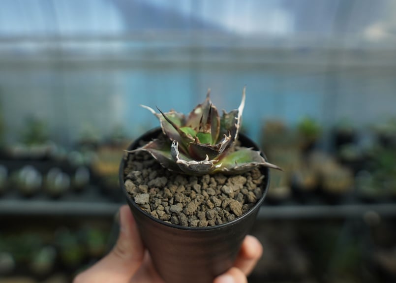 アガベ チタノタ ハデス Agave titanota Hades No.1 | mana's