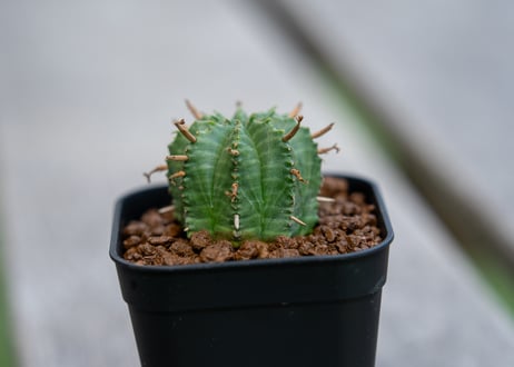 ユーフォルビア　バリダ