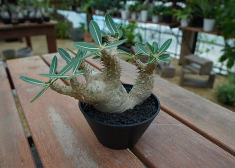 パキポディウム　デンシフローラム Pachypodium densiflorum   No.2