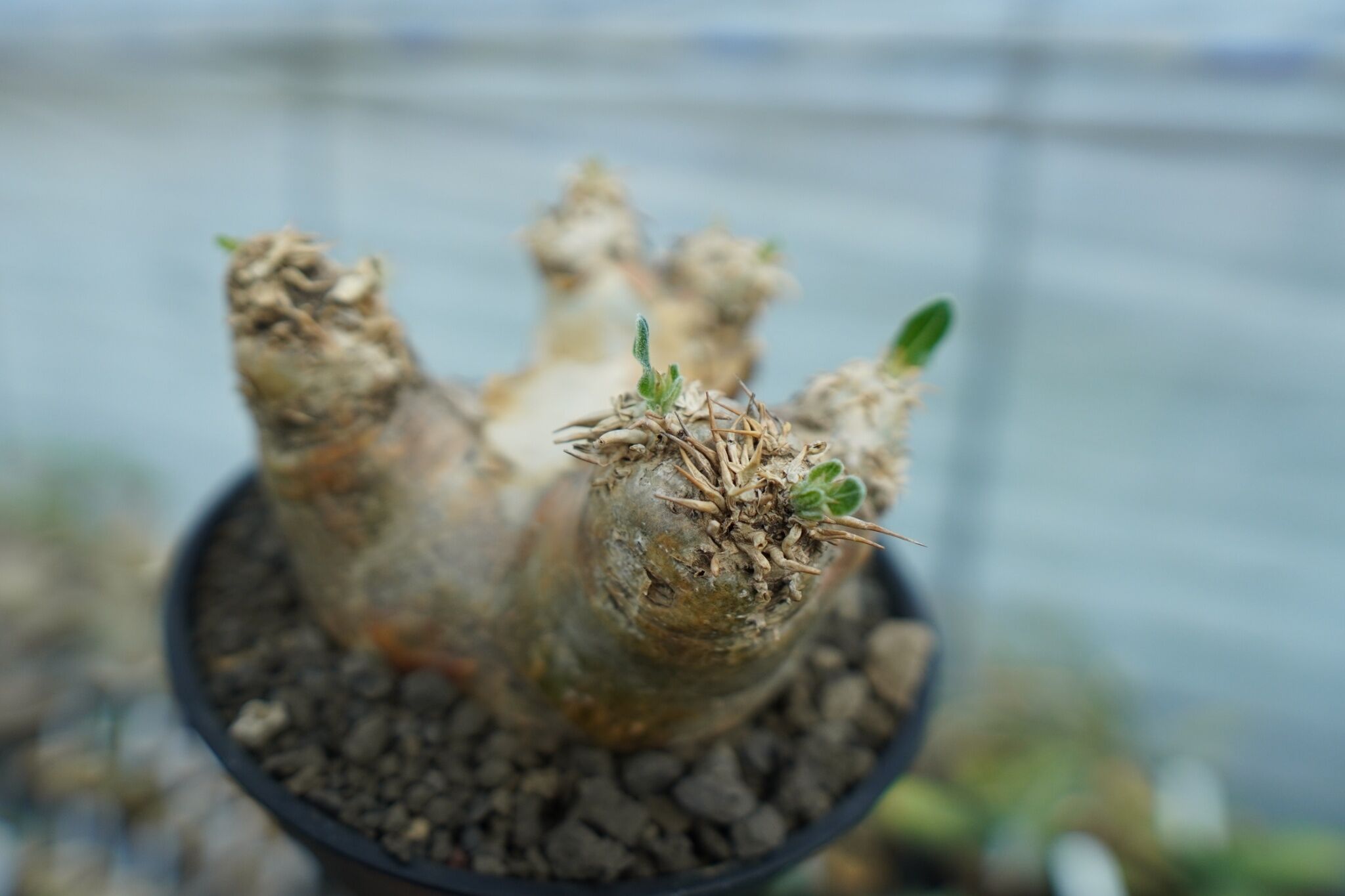 パキポディウム エブレネウム Pachypodium eburneum No.2 | mana