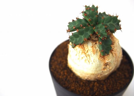 ユーフォルビア ステラータ 飛竜  Euphorbia stellata  未発根