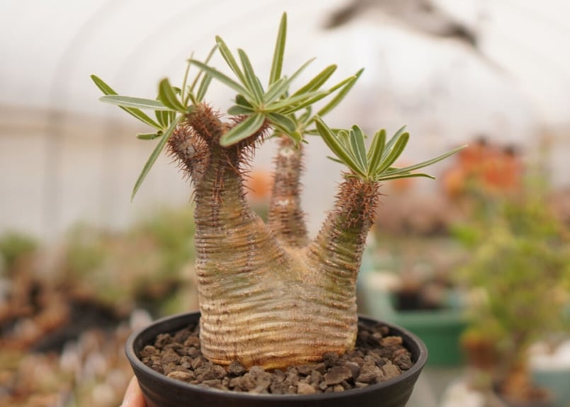 13.パキポディウム グラキリス パキポディウム グラキリス-PG217/桑江良寿 歯車鉢4号鉢 | Supervoid